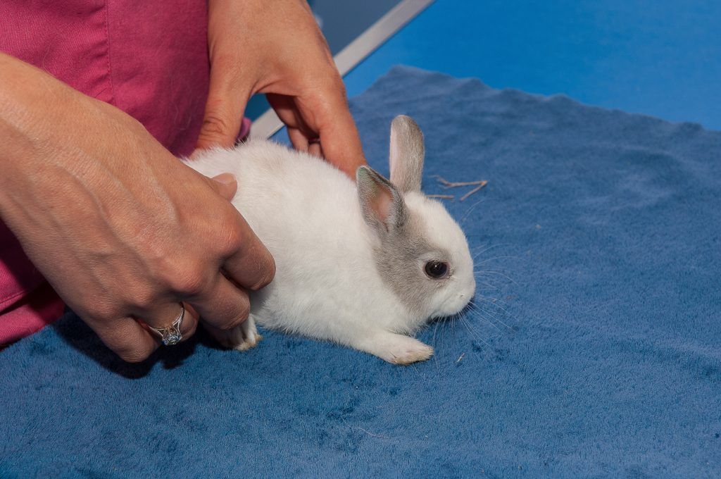 Диарея у кролика: почему возникает и как лечить?