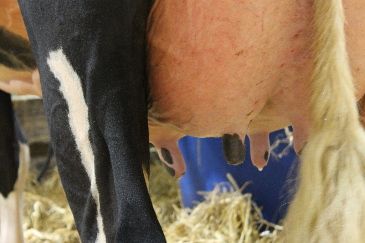 Болезни копыт у коров: пододерматит, копытная гниль