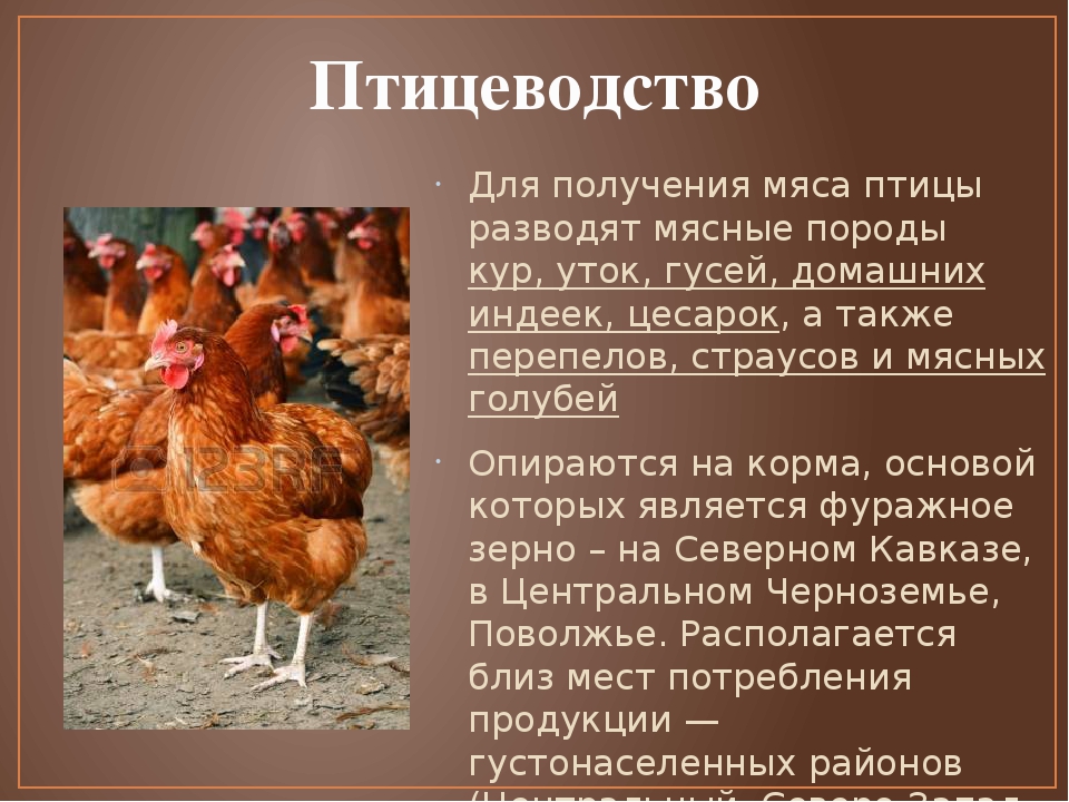 У какой породы кур самое вкусное мясо курицы? описание с фото.