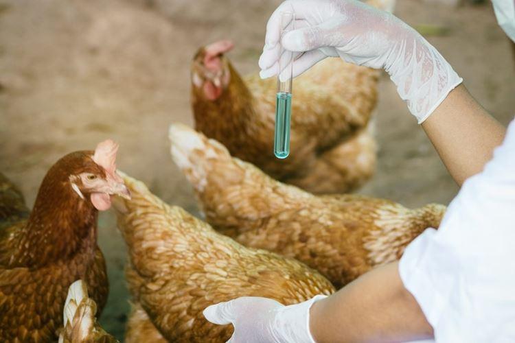 Схема пропойки цыплят-бройлеров антибиотиками и витаминами, рекомендуемые препараты
