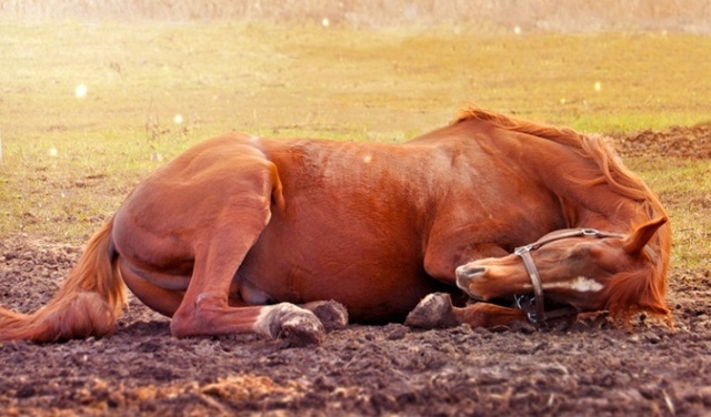 Как спят лошади. стоя или лежа спят лошадки?