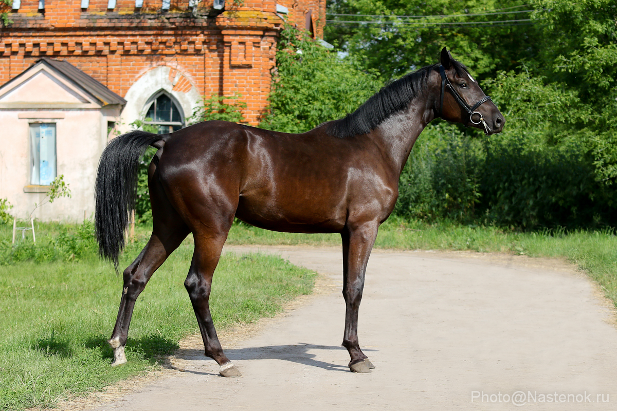 Алтайская порода лошадей: история и описание