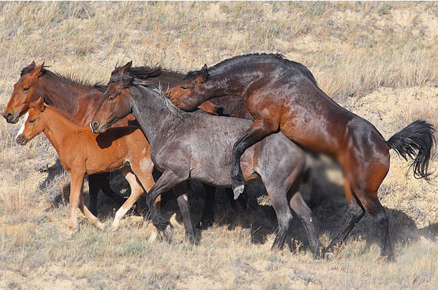 Размножение лошадей – как происходит процесс спаривания и беременность 2020