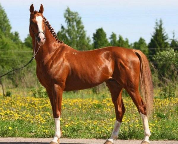 Тракененская лошадь: характеристика породы