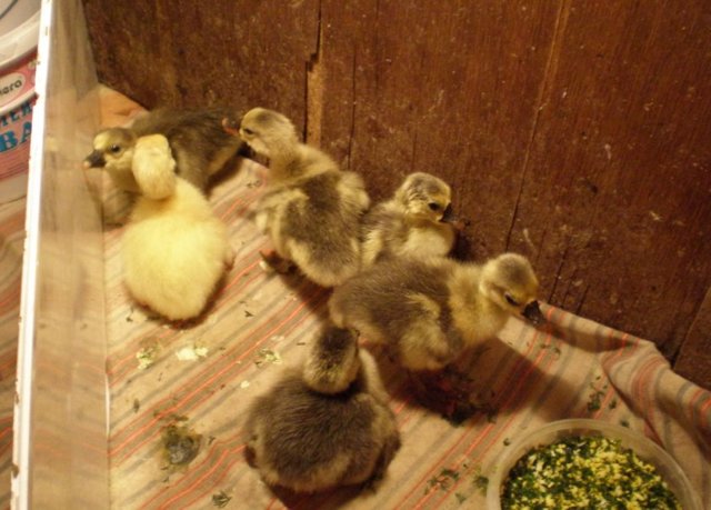 Чем кормить маленьких гусят: правила кормления и рацион птенцов с учётом их возраста в домашних условиях