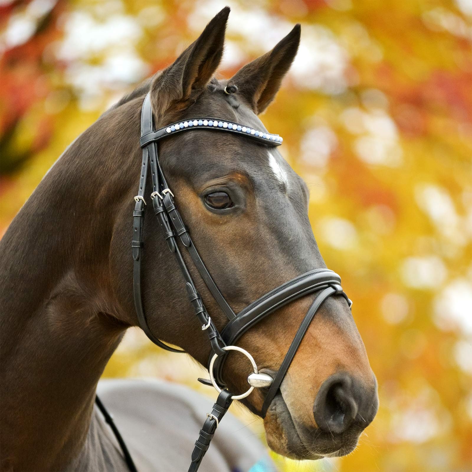Предметы конной упряжи : уздечка для лошади, недоуздок, виды узды и как сделать уздечку своими руками