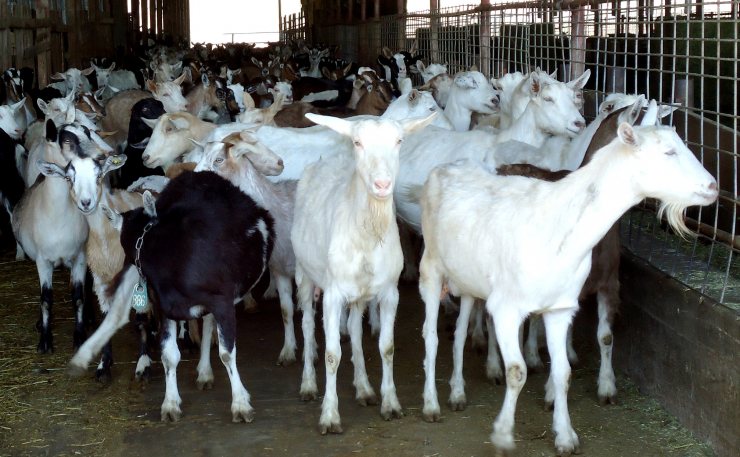 Сколько стоит держать молочных коз