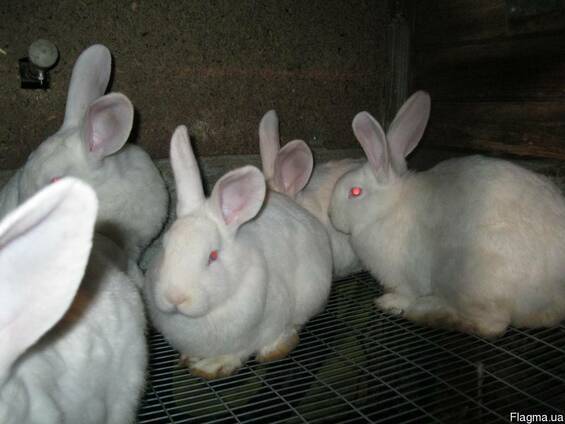 Кролик породы белый паннон: описание, разведение и уход