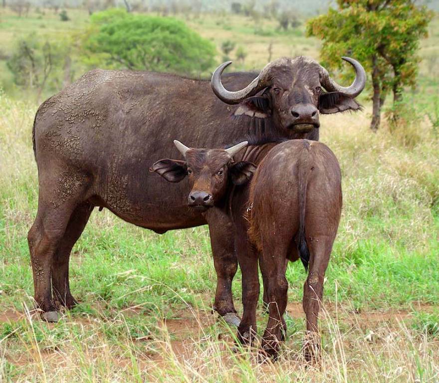 Африканский буйвол - african buffalo