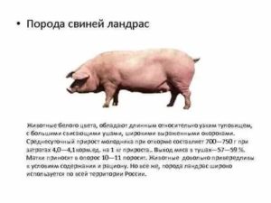 Ландрас: описание породы свиней, условия содержания и правила кормления