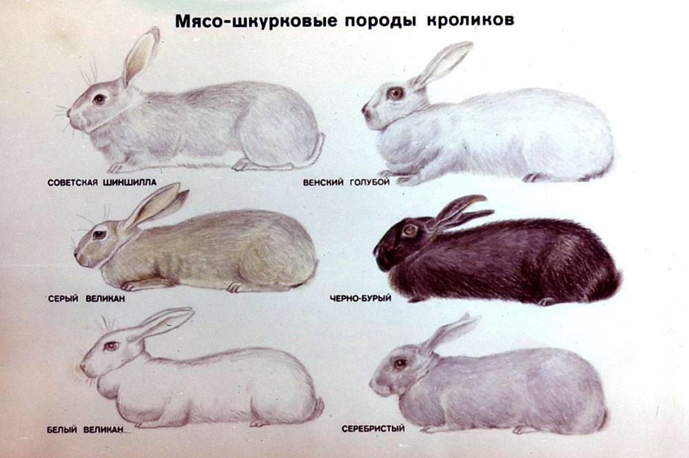 Серебристый кролик: особенности содержания и кормления — cельхозпортал