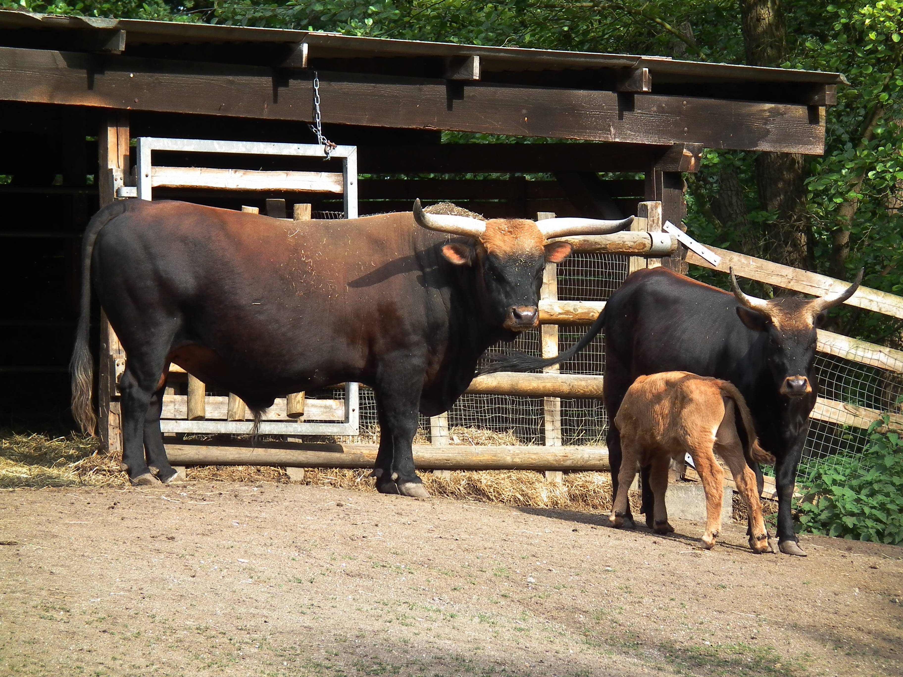 Все о быках (крс): мясные породы, различают ли цвета, интересные факты