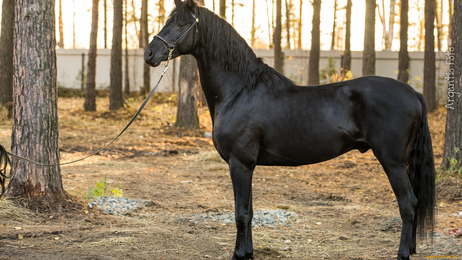 Гнедая масть лошади: описание и фото | мои лошадки