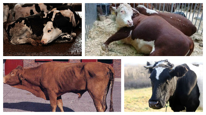 Болезни крс (крупного рогатого скота): история, диагноз