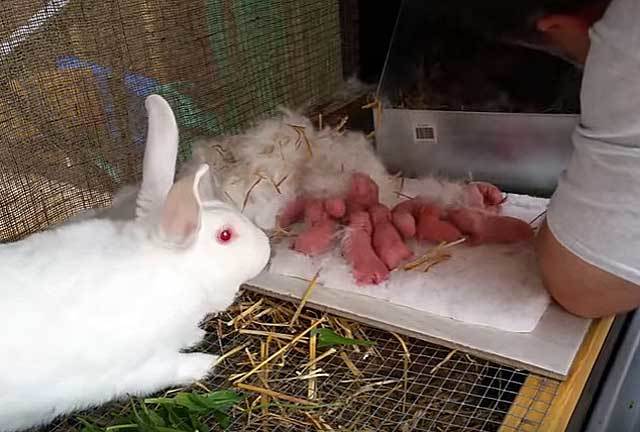 Новорожденные кролики: как ухаживать, искусственное вскармливание крольчат, развитие и отсадка из гнезда