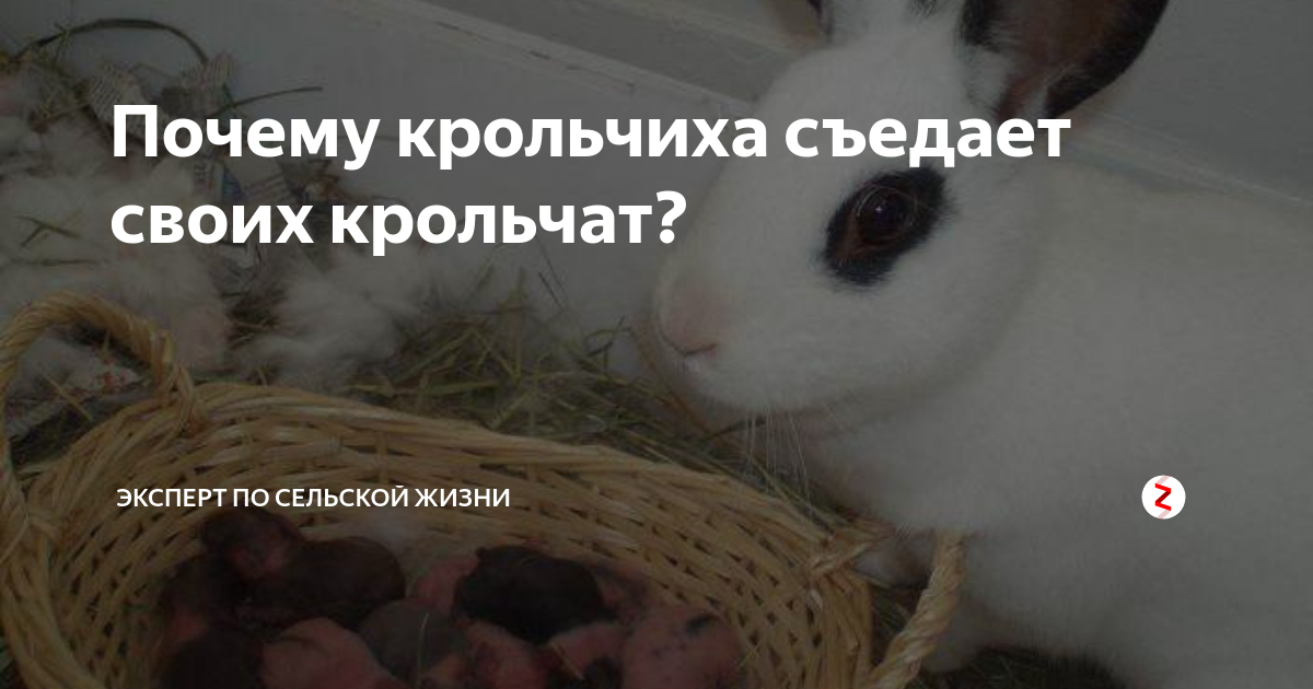 Поедания крольчихой потомства: вероятные причины и методы противодействия