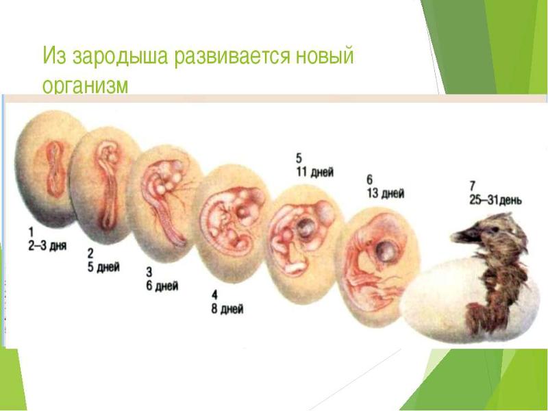 ✅ цыплята кур и бройлеров (от зародыша курицы): развитие цыпленка в яйце по дням - tehnomir32.ru