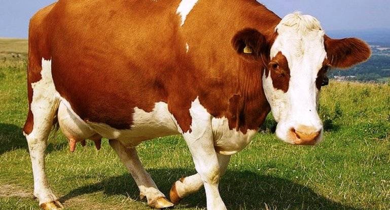 Кетоз у коров: симптомы и лечение, что это такое