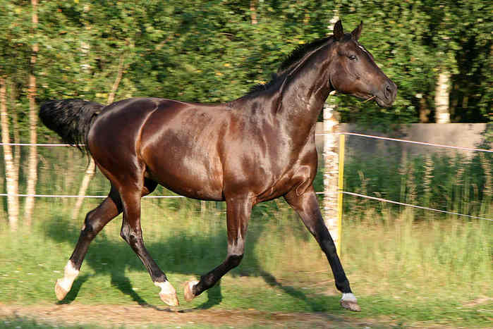 Особенности тракенеской породы лошадей