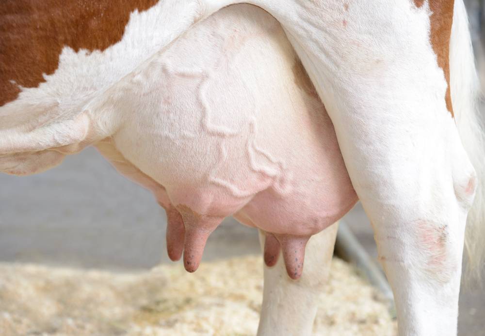 Почему горчит молоко у коровы и козы?