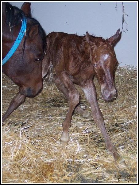 Как рожает лошадь, сколько длится беременность и рождение жеребенка: описание с видео и фото