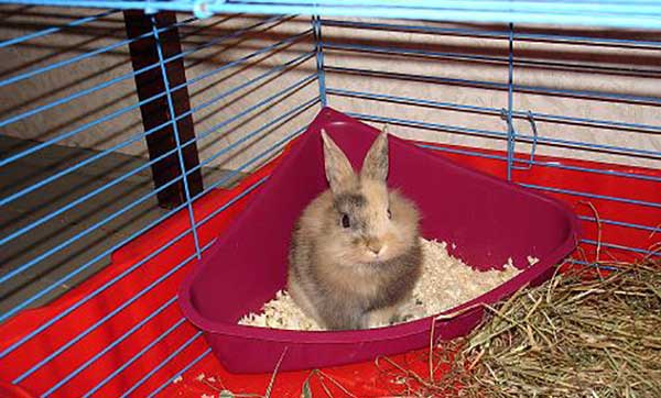 Что делать, чтобы приучить к лотку домашнего кролика. способы и советы