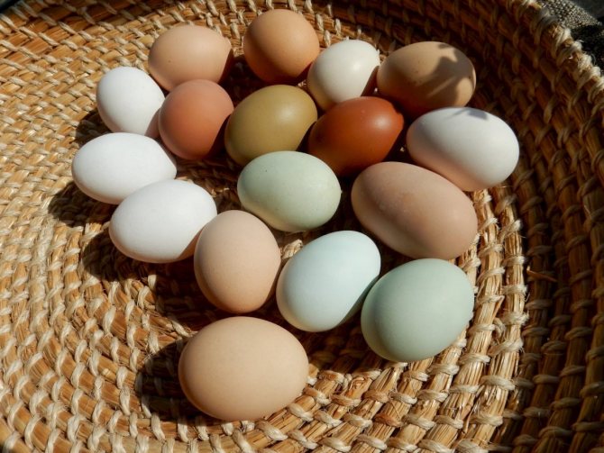 От чего зависит цвет яиц у курицы