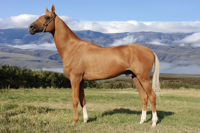 Как характеризуется ахалтекинская порода лошадей: история возникновения туркменского скакуна, характеристика