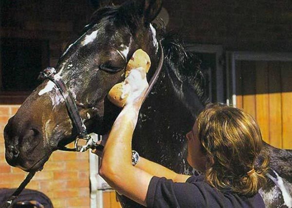 Как ухаживают за лошадьми: правила ухода и содержания домашних лошадей
