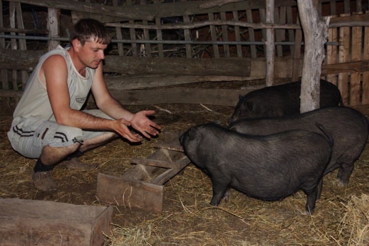 Содержание и разведение вислобрюхих вьетнамских свиней
