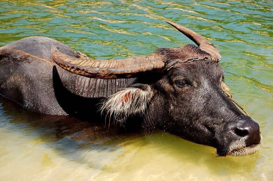 Азиатский буйвол, индийский буйвол место обитания условия для жизни применение в хозяйстве