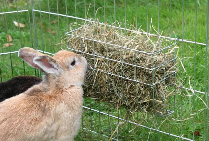 Спорыш можно ли давать кроликам