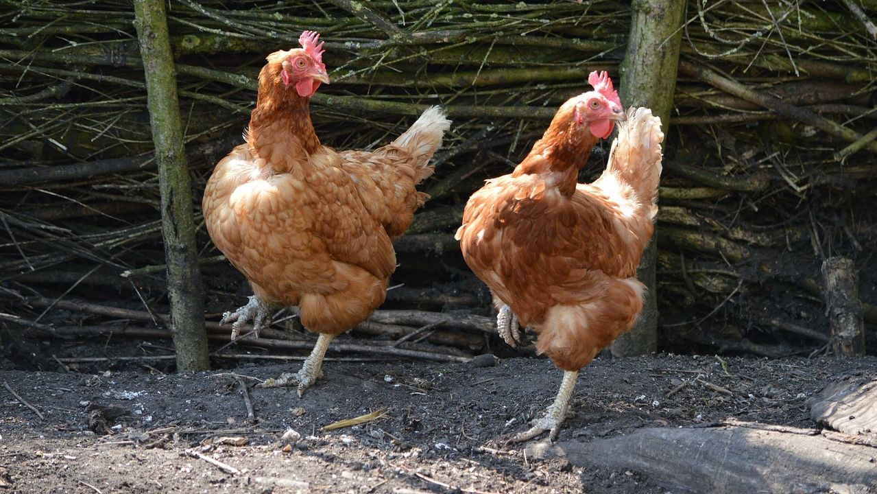 Сколько лет живет курица-несушка, выращивание кур в домашних условиях и на птицефабриках