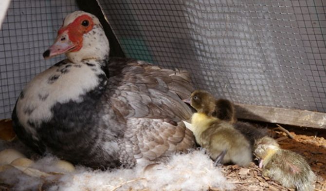 Инкубация утиных яиц: правила, режимы, рекомендации и возможные ошибки