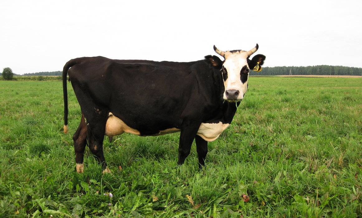 Холмогорская порода крупного рогатого скота: рентабельность и продуктивность