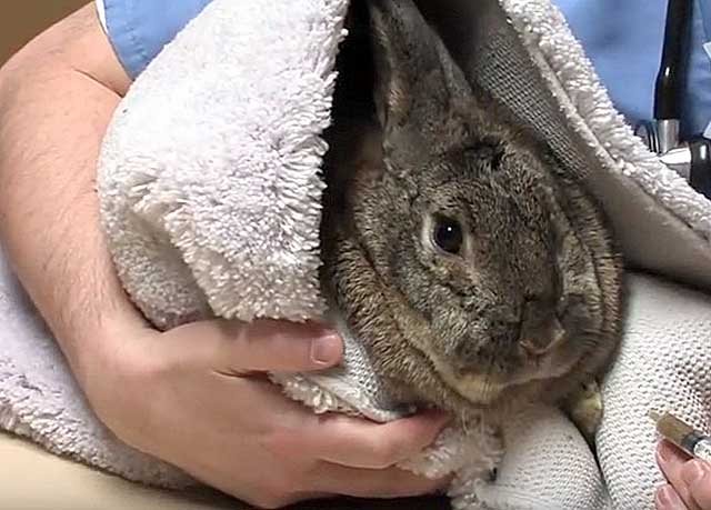 Понос у кроликов: причина, лечение, профилактика