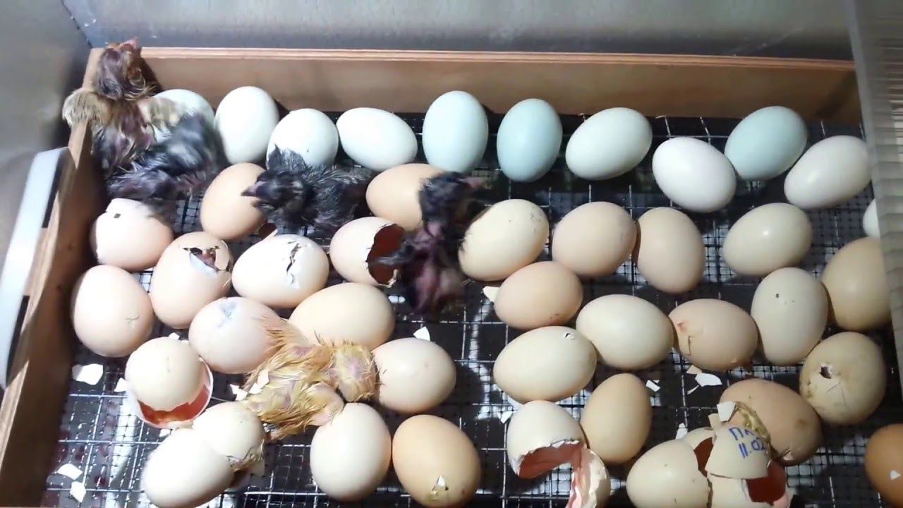 Инкубация фазанов в домашних условиях: режим и таблица