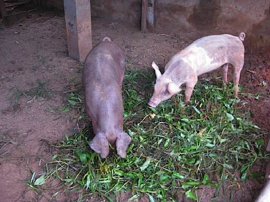 Чем кормить свиней