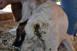 Болезни коз: симптомы и лечение