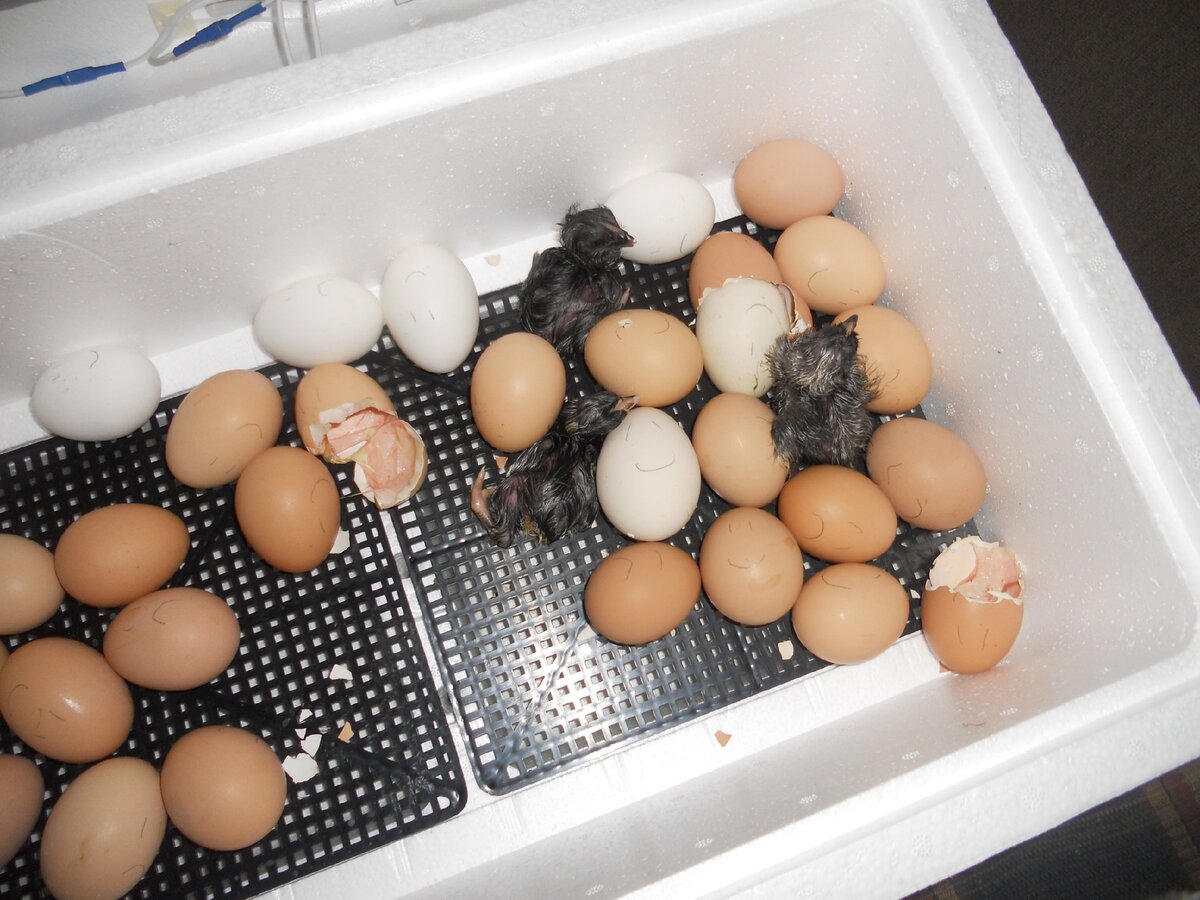 Сколько вылупляются яйца в инкубаторе. Несушки инкубаторы цыплята. Голубиные яйца в инкубаторе. Вылуп птенцов в инкубаторе. Инкубатор с яйцами и цыплятами.