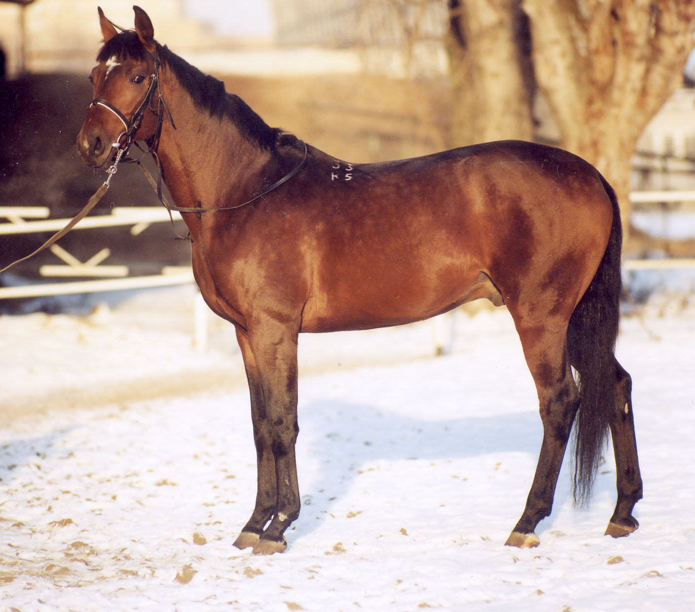 Масти лошадей: название, описание, фотографии гнедой лошади и других