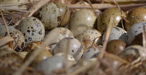 Как и когда начинают нестись перепела: в каком возрасте перепелки несут яйца