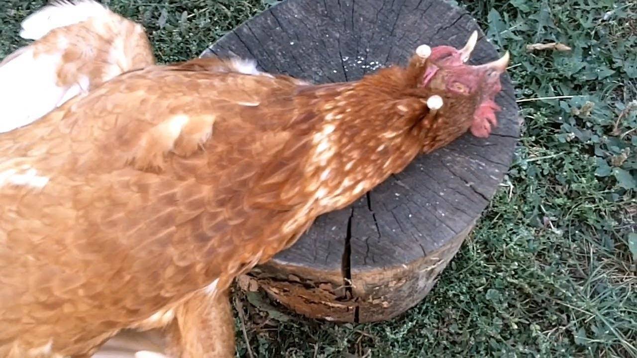 Учимся правильно ощипывать курицу