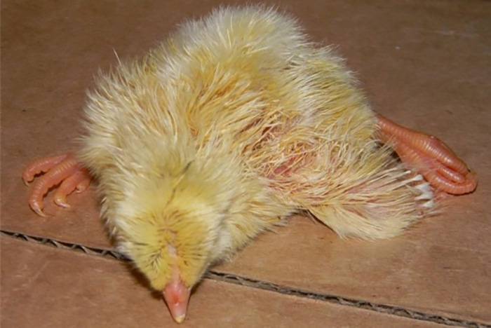 ✅ профилактика пропаивания суточных цыплят в первые дни жизни в домашних условиях - tehnomir32.ru
