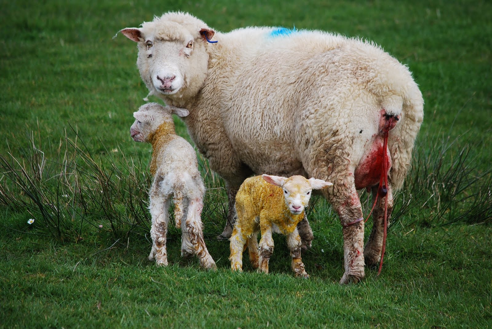 Как называется детёныш овцы: обзор с первых дней жизни