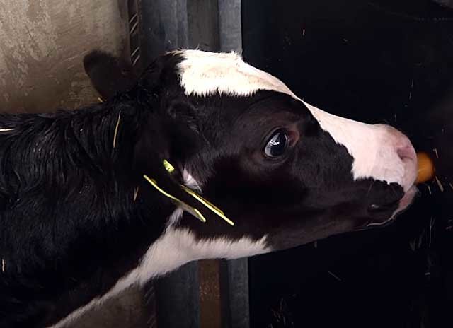 Черно-пестрая порода коров: характеристика молочной продуктивности, фото, особенности масти и веса — moloko-chr.ru