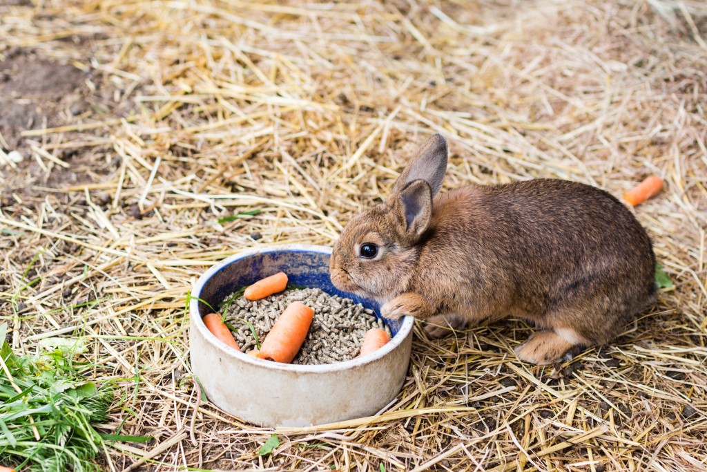Чем кормить кроликов? 57 фото какой корм едят кролики в домашних условиях. правила кормления. что нельзя им давать?