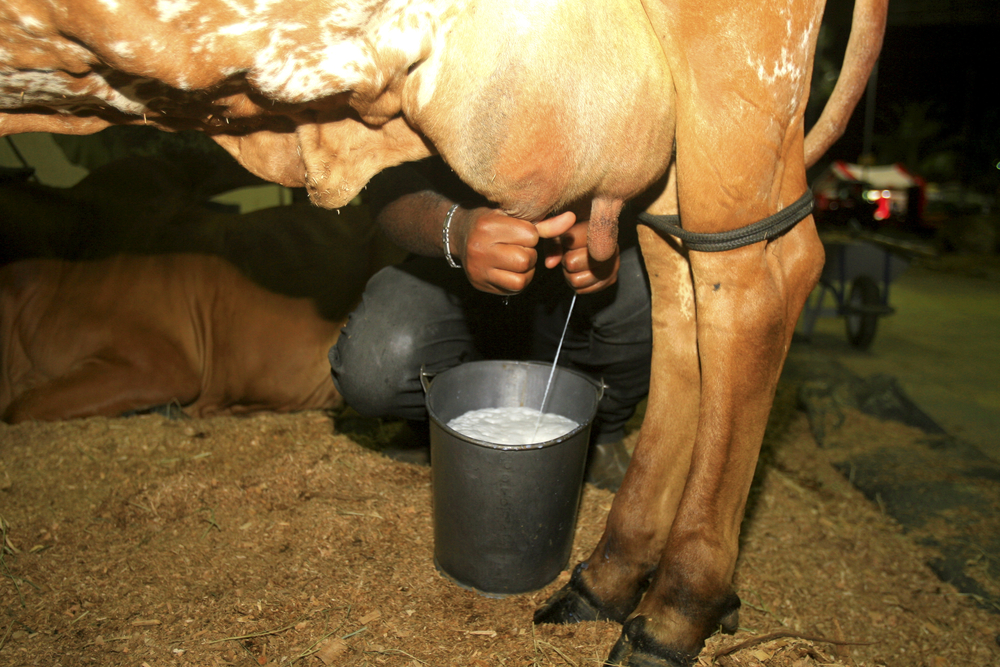 Как доить корову: технология и что будет если не доить