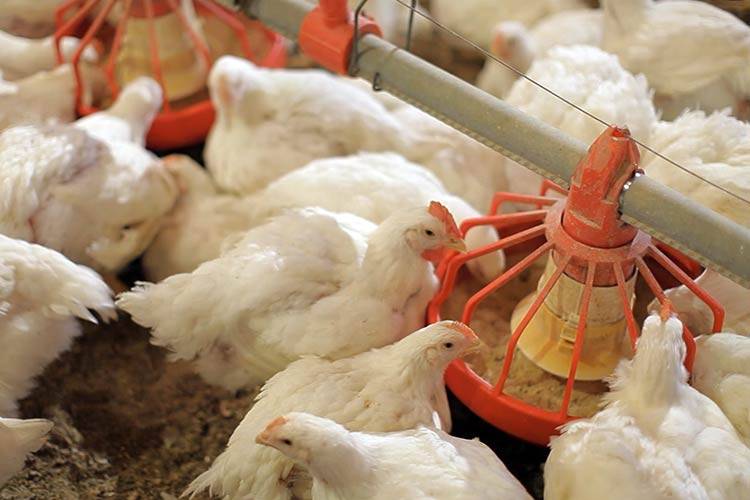Как и чем кормить бройлерных цыплят в домашних условиях, откорм бройлеров на мясо в домашних условиях