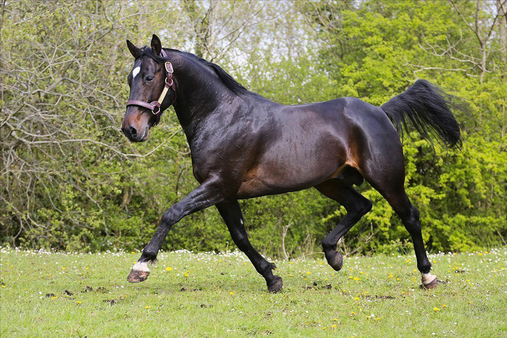 ✅ американская верховая лошадь и другие американские породы: кремовая, стандартбредная, кучерявая - tehnomir32.ru